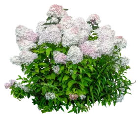 Foto op Aluminium Cut out hydrangea. White flowers isolated on transparent background. Bush for garden design or landscaping © Kimo