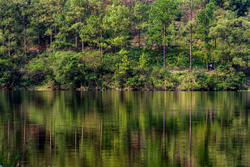 Fototapeta premium lake in the forest at Lau Shui Heung Reservoir
