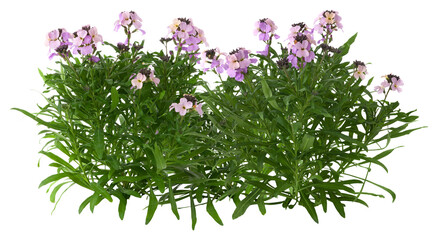 Cutout pink flowers. Flower bed isolated on transparent background. Flower bush for garden design or landscaping