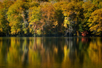 autumn in the forest at Tsutanuma Marsh