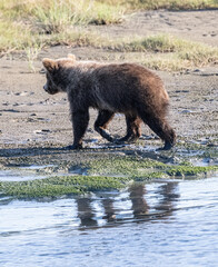 Fototapeta premium Brown Bear Cub on Slough Shoreline