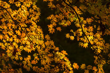 yellow leaf and black background