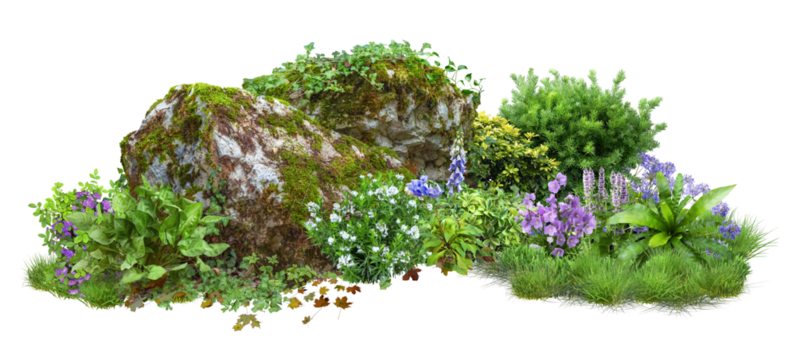 Cutout rock surrounded by flowers. Garden design isolated on transparent background. Flowering shrub and green plants for landscaping. Decorative shrub and flower bed