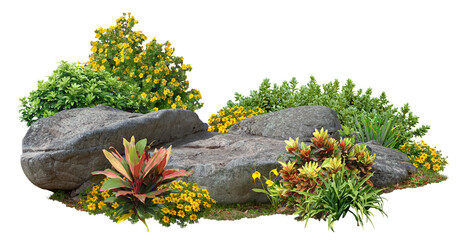 Cutout garden design. Flower bed isolated on transparent background. Flowering shrub and green plants for landscaping. Decorative shrub and boxwood hedge