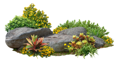 Cutout garden design. Flower bed isolated on transparent background. Flowering shrub and green plants for landscaping. Decorative shrub and boxwood hedge