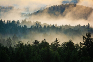 Wald an einem Abend im Herbst mit Nebel im Sonnenuntergang - 642546731