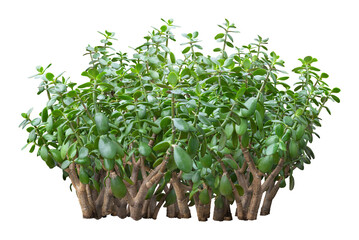 Naklejka premium Green plant in summer isolated on transparent backgroundl. Cutout bush with lush foliage. Plant for garden design
