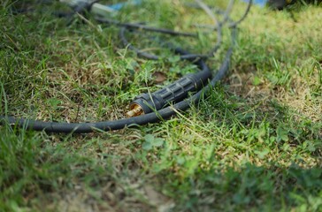lizard on the grass
