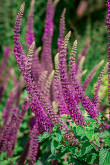Fototapeta premium Beautiful blue lavender flowers in the garden