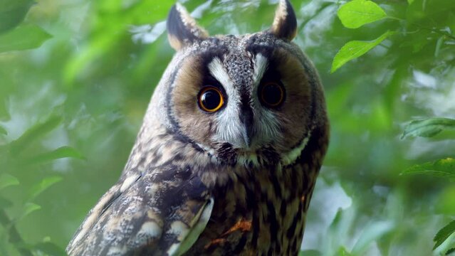 Close up detail of long eared owl (Asio otus) gaze by big eyes on dense branch deep in crown. Wildlife tranquil portrait footage of bird in natural habitat background.