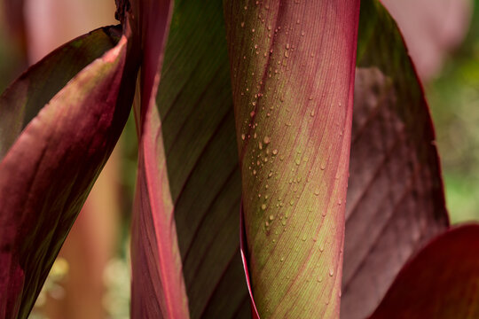 Beautiful canna lily plant leaf texture