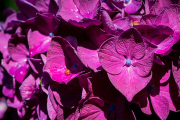 Beautiful Purple and Pink Hydrangea Flowers