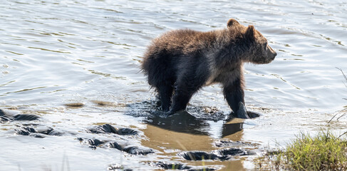 Brown Bear Cub in Mud of Slough © Betty Sederquist