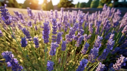 Lavender field at sunset in Provence, France. Mother's day concept with a copy space. Valentine day concept with a copy space. Greeting Card Concept.