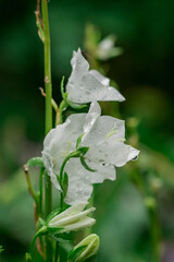 big white bell flower with rain drops on petals side