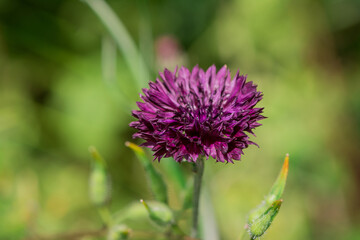 Blue cornflowers on green background