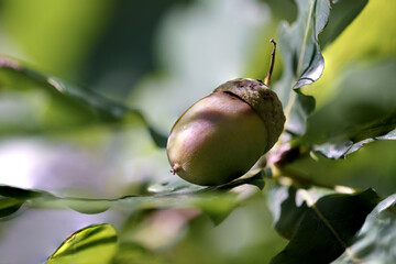 green acorn on a tree