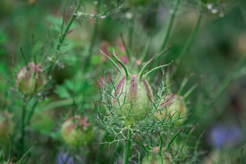 Close-up on a flower of Love-in-a-mist (Nigella damascena)