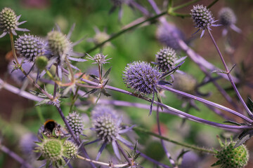 Eryngium planum, used for everlasting flowers,