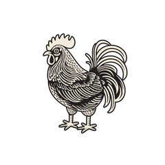 Fototapeta na wymiar Chicken vector illustration in linocut gravure style