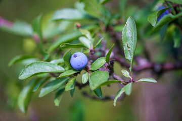 Common blackthorn (Prunus spinosa) or blackthorn plum, sometimes thorn plum, is a deciduous shrub,...