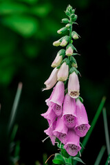 Isolated Purple Foxglove flowers closeup © Golden Shark