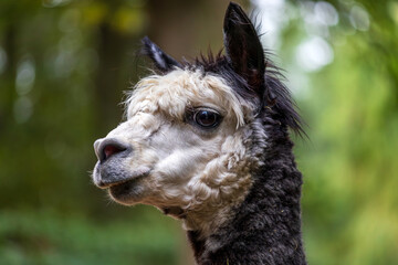 Portrait of adult black-white Alpaca