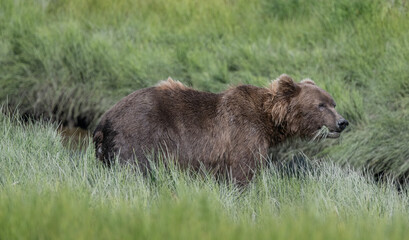 Profile of Brown Bear