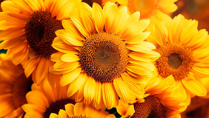 Sunflowers:
Sunflowers are known for their bright and cheerful appearance. Their large, vibrant blooms make them a favorite among those seeking positivity and happiness. Yellow, flowers and green seed