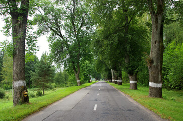 Fototapeta na wymiar The road among the oak trees