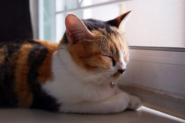 The cat is lying down and resting comfortably.