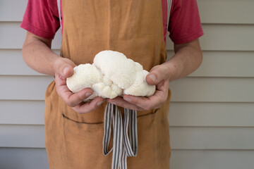 Man prepares to grill a large Lion's Mane mushroom; man holding mushroom while wearing grilling apron