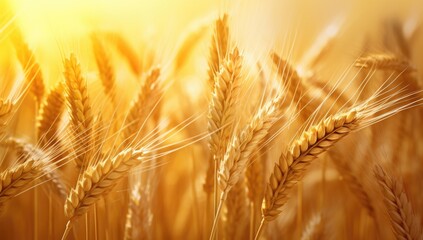 Ears of golden wheat over sunset sky. Close up beauty nature field background with sun flare. Ripening ears of meadow wheat field. Rich harvest.  Beautiful summer or autumn nature backdrop - obrazy, fototapety, plakaty