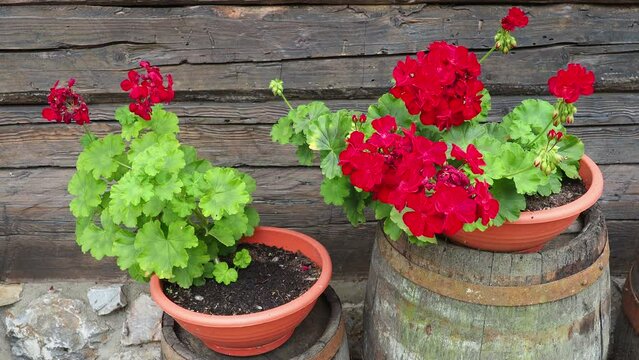 Red zonal geraniums in design. Pelargonium peltatum is species of pelargonium known by common names Pelargonium grandiflorum. Cranesbill or crane's-bill. Green leaves.  Floriculture and horticulture