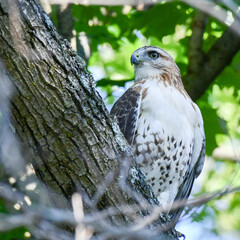 Red-Tailed Hawk perched on tree branch