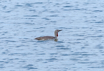 Red Thtoated Loon in an Arctic Bay