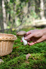 Man's hand picking mushrooms in the forest.