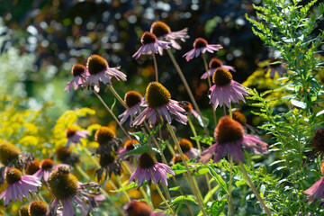 past their prime purple coneflowers in a summer garden