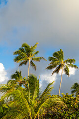 Palm trees and sky - obrazy, fototapety, plakaty