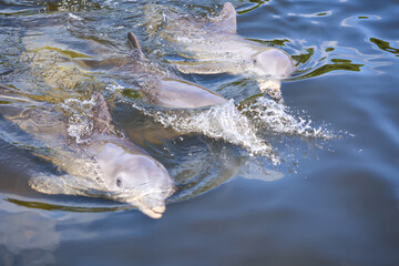 Eine Delfingruppe in einer Bucht mit Mangrovenbäume, Delfine.  © boedefeld1969