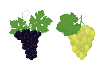 Grape varieties set vector illustration isolated on white background