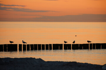 Eine Buhne an der Ostsee mit Möwen beim Sonnenuntergang.