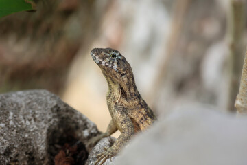Eine gescheckte Eidechse mit einem geringelten Schwanz auf Kuba.
