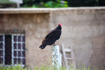Ein Truthahngeier (Cathartes aura) in Kuba. Portrait eines Geier.
