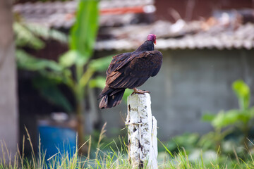 Ein Truthahngeier (Cathartes aura) in Kuba. Portrait eines Geier.
