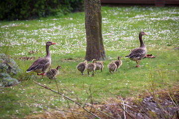 Ein Familie von Graugänsen am Rand eines Dorf Teiches.

