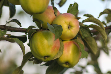 Autumn Nature Of Ukraine