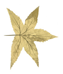 Exquisite hand-drawn illustration of a vibrant yellow maple leaf. Symbolic of autumn's beauty, found in Europe, Northern Africa, and North America during the fall.
