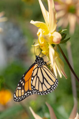 Lepidoptera (Danaus Plexippus) collecting nectar from a simple yellow dahlia flower