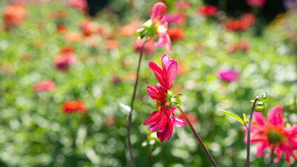 magenta red simple dahlia flowers on a bokeh garden background